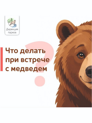 Что делать при встрече с медведем